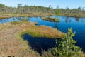 bog landscape, spring-colored bog vegetation, small bog lakes, islands covered with small bog pines, grass, moss