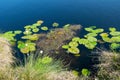 bog landscape, spring-colored bog vegetation, small bog lakes, islands covered with small bog pines, grass, moss