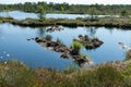 bog landscape, spring-colored bog vegetation, small bog lakes, islands covered with small bog pines, grass, moss