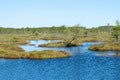 bog landscape, spring-colored bog vegetation, small bog lakes, islands covered with small bog pines, grass, moss