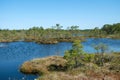 bog landscape, spring-colored bog vegetation, small bog lakes, islands covered with small bog pines, grass, moss