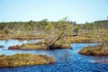 bog landscape, spring-colored bog vegetation, small bog lakes, islands covered with small bog pines, grass, moss