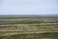 Bog landscape Royalty Free Stock Photo