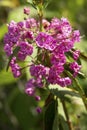 Bog laurel flowers in a bog on Mt. Sunapee. Royalty Free Stock Photo