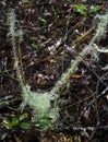 Bog moss on Pukekohe Stream track