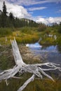 Bog in mountains and snags on coast Royalty Free Stock Photo