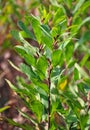 Bog-myrtle (Myrica gale)