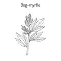 Bog-myrtle myrica gale , or sweetgale, medicinal plant