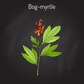 Bog-myrtle myrica gale , or sweetgale, medicinal plant