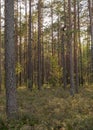 Bog pine trunks, pine forest on the lake shore, swamp characteristic vegetation, tree silhouettes