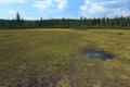 Bog pool in Jizera Mountains Royalty Free Stock Photo