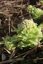 Bog Rhubarb Royalty Free Stock Photo