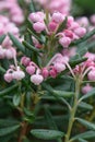 Bog-rosemary Andromeda polifolia Blue Ice, pink bell flowers