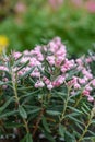 Bog-rosemary Andromeda polifolia Blue Ice, with pink bell flowers