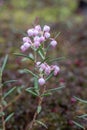 Bog-rosemary Andromeda polifolia, with pink bell flowers