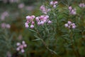 Bog-rosemary Andromeda polifolia, pink bell flowers