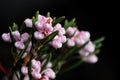 Bog rosemary on black background