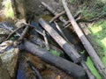 The bog in the spring forest. Marsh and swamp Royalty Free Stock Photo