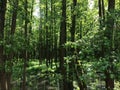 The bog in the spring forest. Marsh and swamp Royalty Free Stock Photo