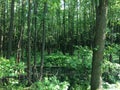 The bog in the spring forest. Marsh and swamp Royalty Free Stock Photo