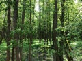 The bog in the spring forest. Marsh and swamp Royalty Free Stock Photo