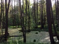 The bog in the spring forest. Marsh and swamp Royalty Free Stock Photo