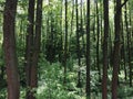 The bog in the spring forest. Marsh and swamp Royalty Free Stock Photo