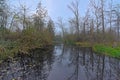 Bog surrounded by trees in the flemish countryside