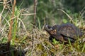 Bog Turtle Royalty Free Stock Photo