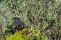 Bog Turtle Royalty Free Stock Photo