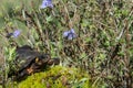 Bog Turtle Royalty Free Stock Photo