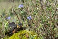 Bog Turtle Royalty Free Stock Photo