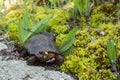 Bog Turtle Royalty Free Stock Photo