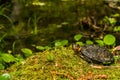 Bog Turtle close up Royalty Free Stock Photo