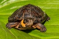 Bog Turtle close up Royalty Free Stock Photo