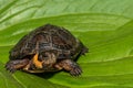 Bog Turtle Royalty Free Stock Photo