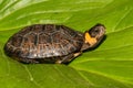 Bog Turtle Royalty Free Stock Photo