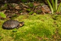 Bog Turtle Royalty Free Stock Photo