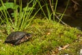 Bog Turtle Royalty Free Stock Photo