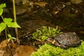 Bog Turtle Royalty Free Stock Photo