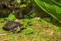 Bog Turtle Royalty Free Stock Photo