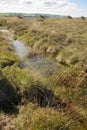 Bog vegetation and ditch on Borth Bog in Wales. Royalty Free Stock Photo