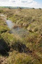 Bog vegetation and ditch on Borth Bog in Wales.