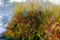 bog vegetation, mosses, lichens, grasses, cranberries, northern high bog