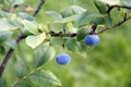 Bog whortleberry Vaccinium uliginosum.