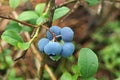 Bog whortleberry Vaccinium uliginosum.