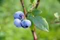 Bog whortleberry Vaccinium uliginosum