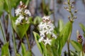 Bogbean (Menyanthes trifoliata ) Royalty Free Stock Photo