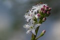 Bogbean, menyanthes trifoliata, inflorescence of blooming water Royalty Free Stock Photo