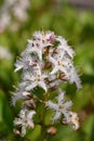 Bogbean Menyanthes trifoliata, purple-tinged, white starry flowers Royalty Free Stock Photo
